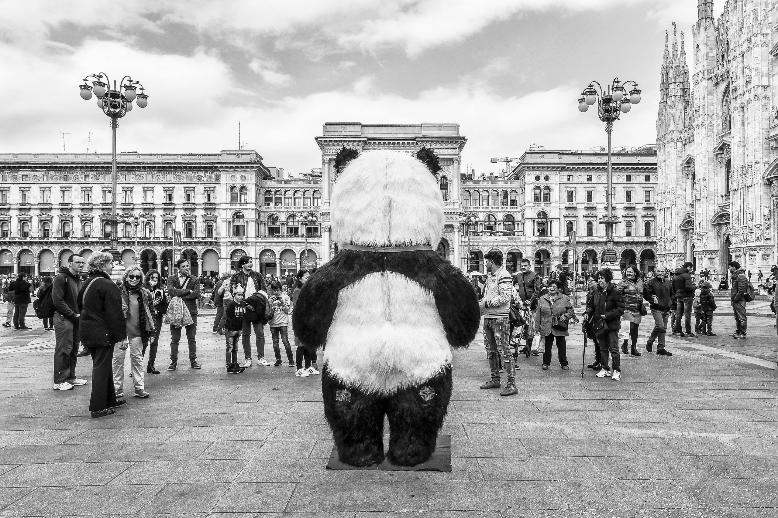 Foto catalogo_Panda Piazza Duomo, 2019