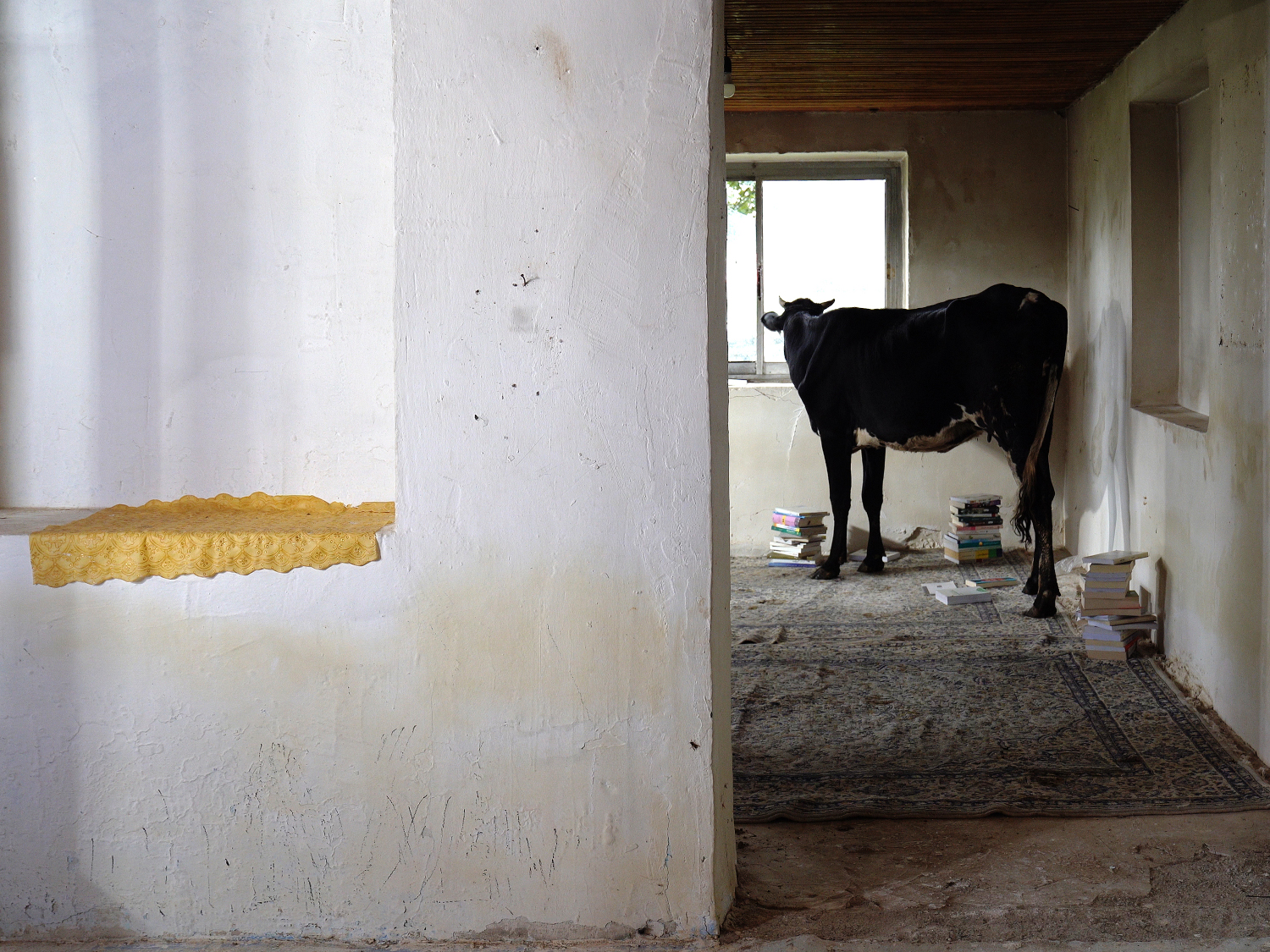 immagine correlata_low