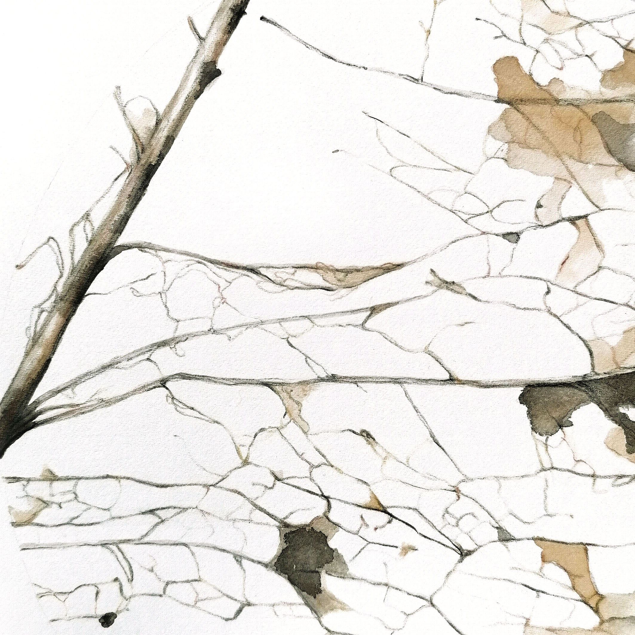 ritratto di foglia 4