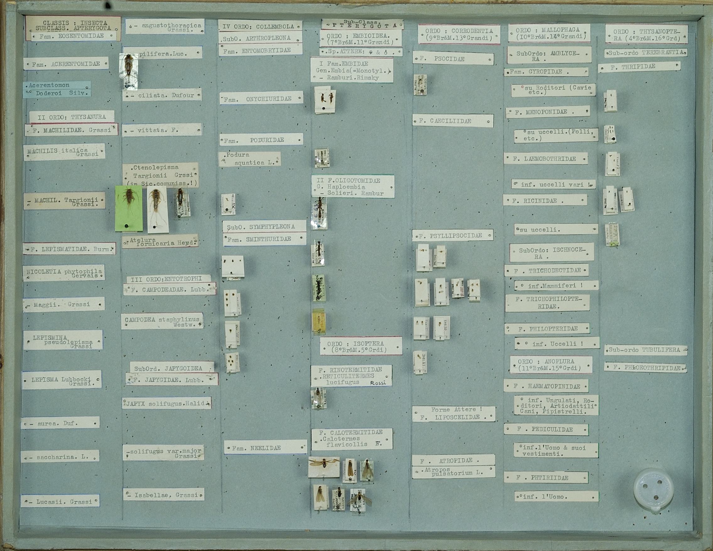 © Gli insetti del Pinrcipe (Cricd)(1)